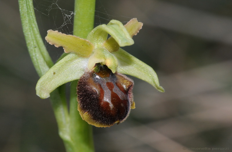 Orchidee del Chianti - Ophrys sphegodes e altre...